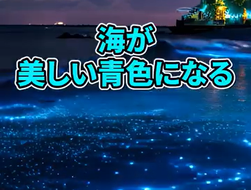 動画　光る海　スクショ２