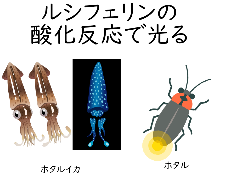 挿絵　光る海　画像